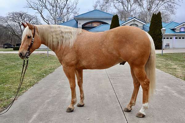 ranch-versatility-quarter-horse