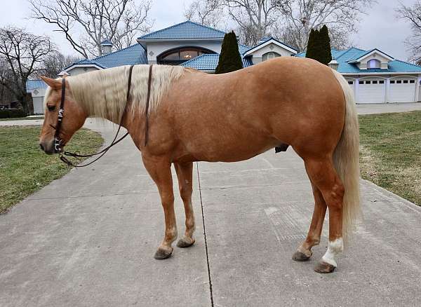 ranch-work-quarter-horse