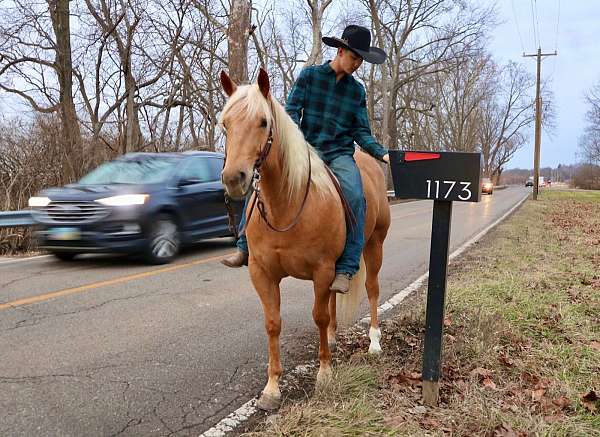 show-quarter-horse