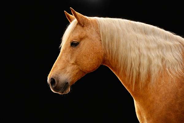 team-roping-quarter-horse