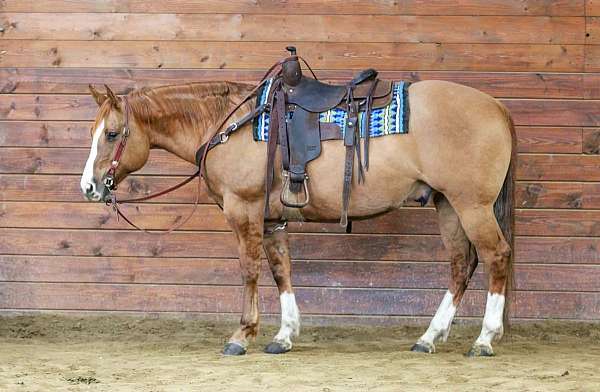 athletic-quarter-horse
