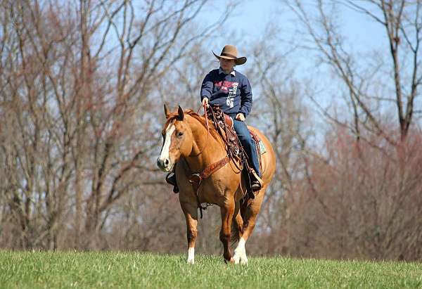 beginner-quarter-horse