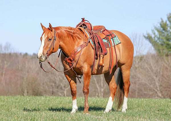 flashy-quarter-horse