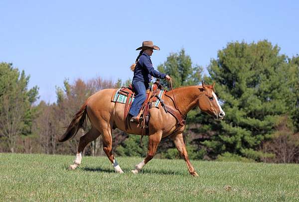 kid-safe-quarter-horse