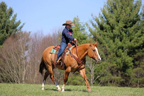 performance-quarter-horse