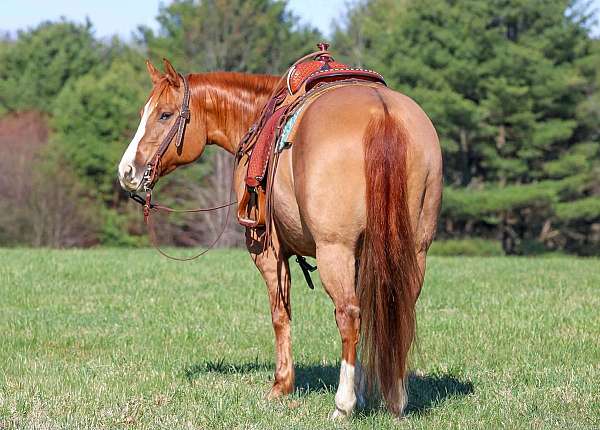 ranch-quarter-horse