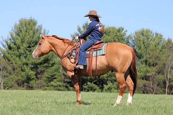 show-quarter-horse