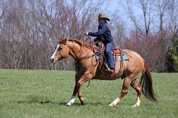 trail-quarter-horse