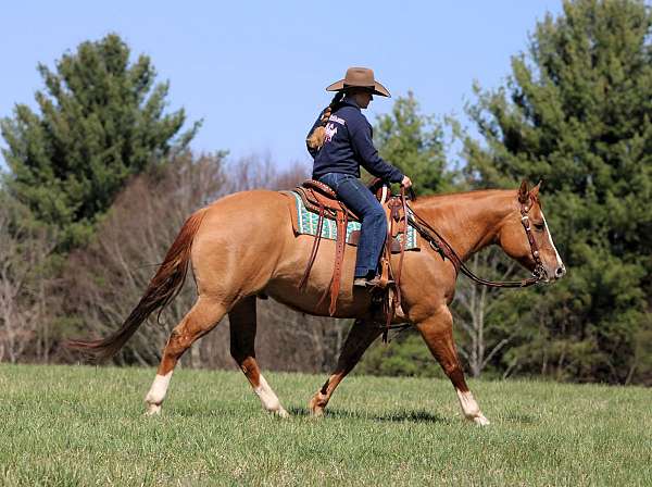 trail-riding-quarter-horse