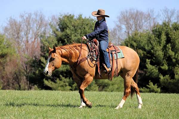 working-cattle-quarter-horse