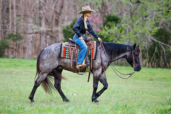 athletic-quarter-horse