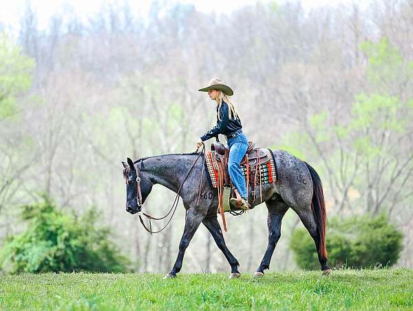 calf-roping-quarter-horse