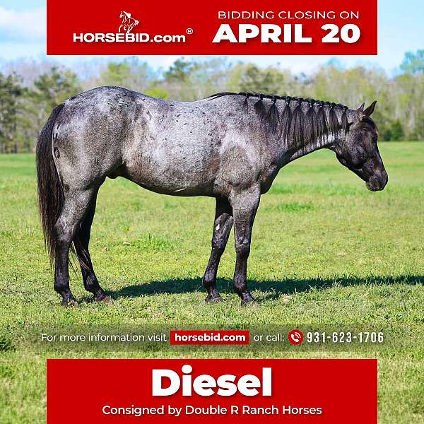 all-around-quarter-horse