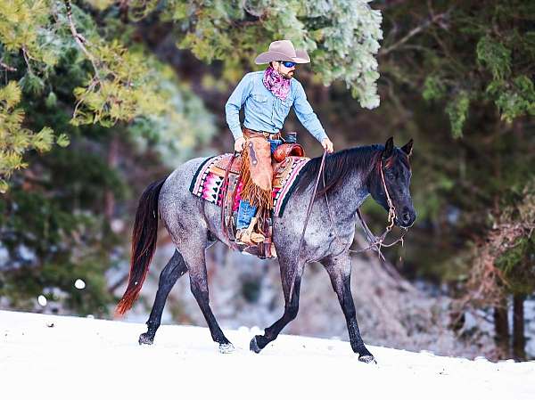 flashy-quarter-horse