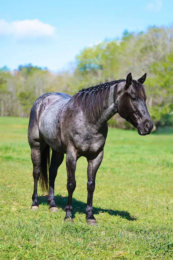 jumping-quarter-horse