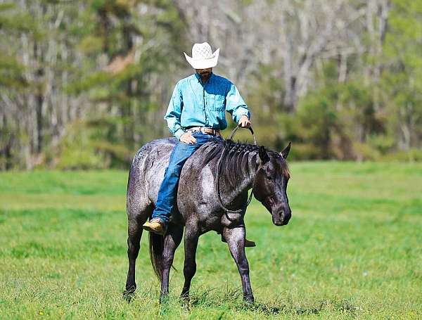 performance-quarter-horse
