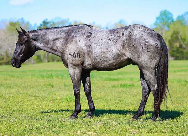 kid-safe-quarter-horse