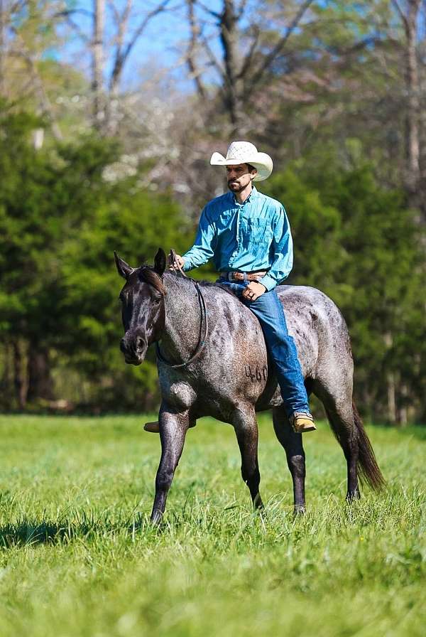 ranch-quarter-horse