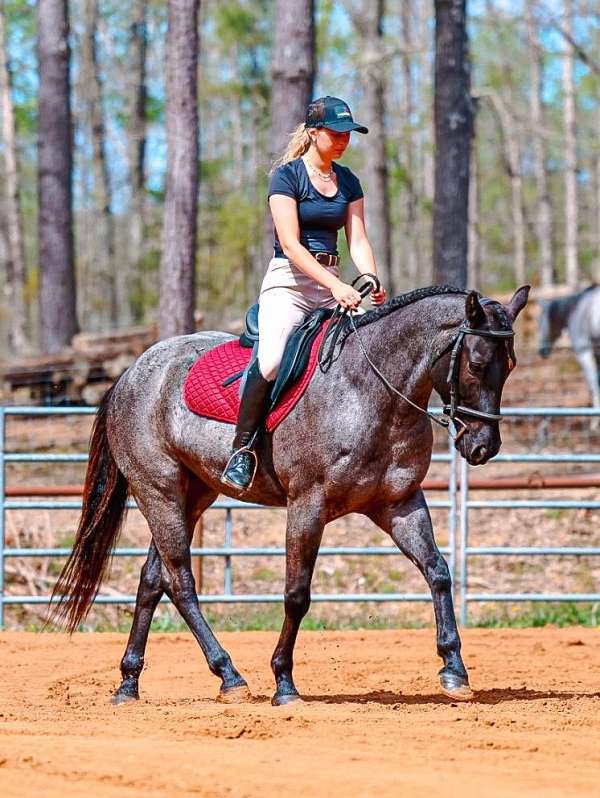 ranch-versatility-quarter-horse