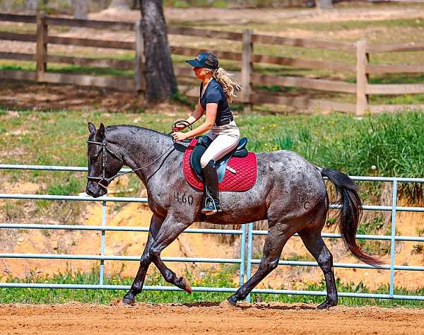 ranch-work-quarter-horse