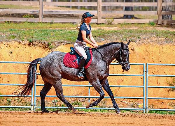 ridden-english-quarter-horse