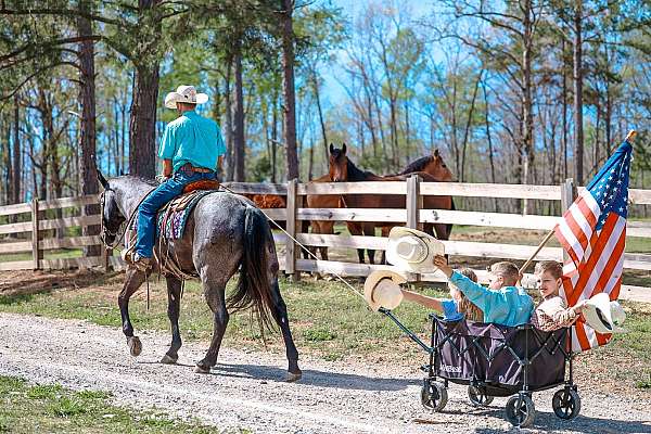 show-quarter-horse