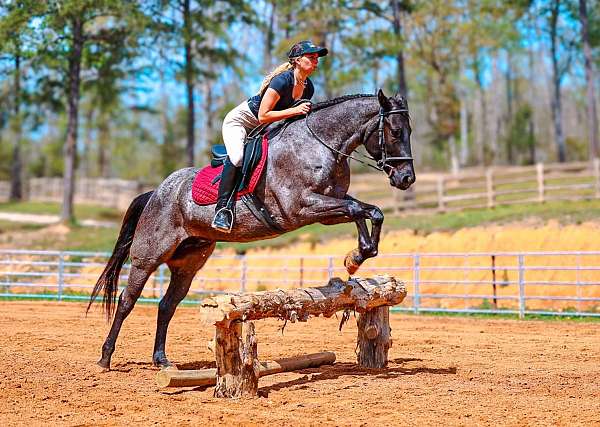 trail-quarter-horse