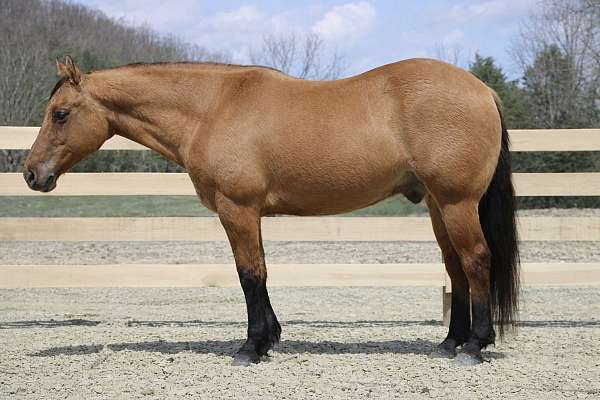 calf-roping-quarter-horse
