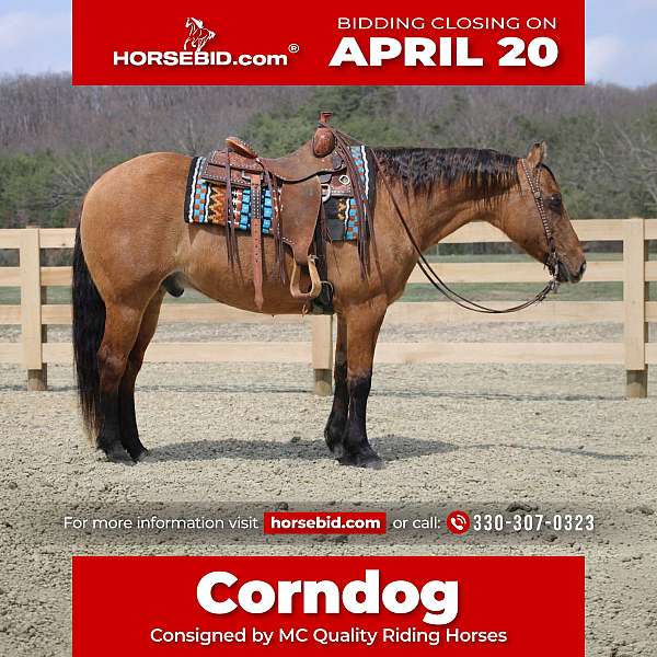 all-around-quarter-horse