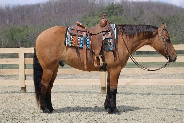 athletic-quarter-horse