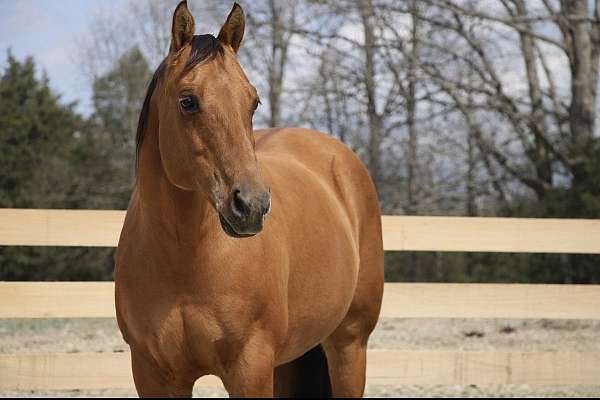 flashy-quarter-horse
