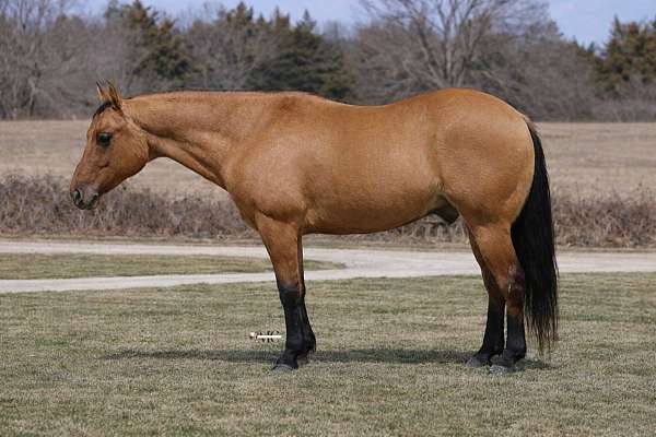 kid-safe-quarter-horse