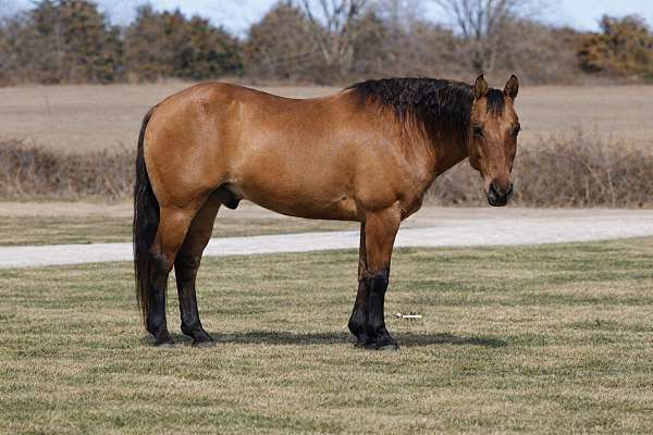 performance-quarter-horse