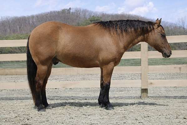 ranch-versatility-quarter-horse