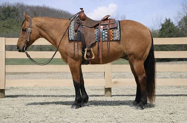 ranch-work-quarter-horse