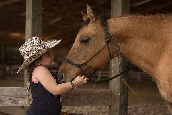 ridden-western-quarter-horse