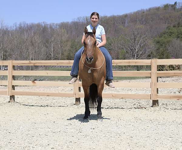 ridden-english-quarter-horse