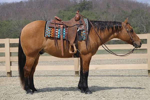 roping-quarter-horse
