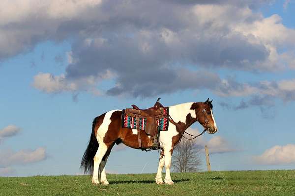 pinto-haflinger-horse