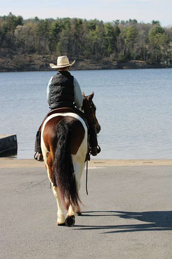 pinto-haflinger