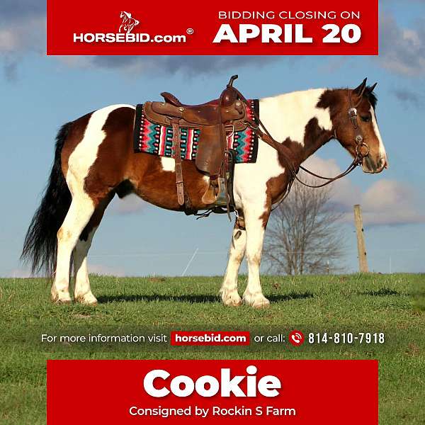 pinto-haflinger-for-sale