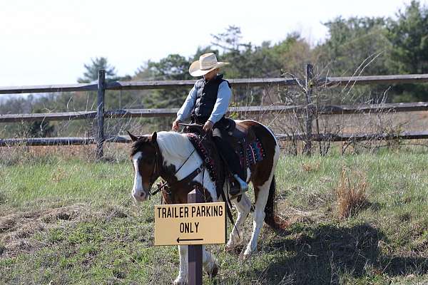 all-around-haflinger-horse