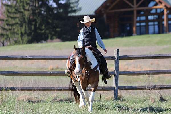 athletic-haflinger-horse
