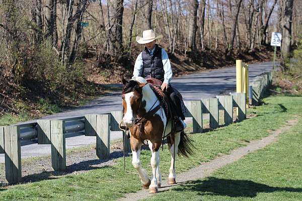 beginner-haflinger-horse