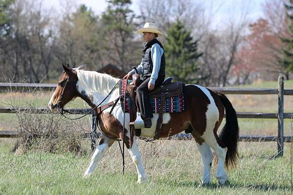 flashy-haflinger-horse