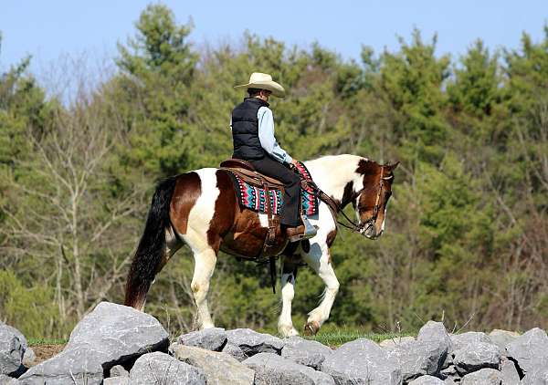 kid-safe-haflinger-horse