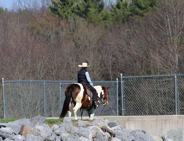ranch-haflinger-horse