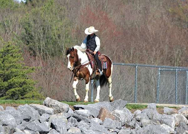 ranch-work-haflinger-horse