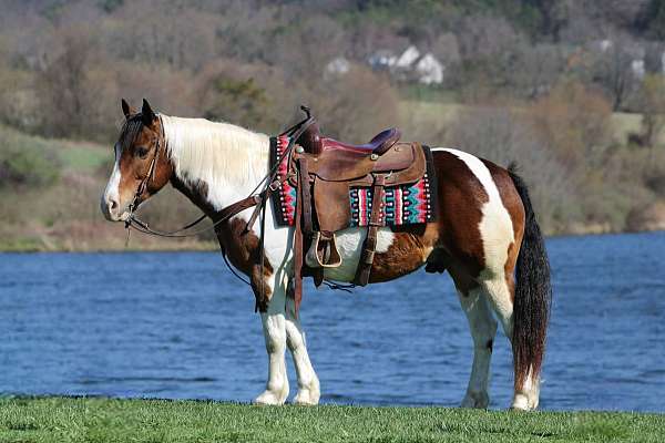 ridden-english-haflinger-horse