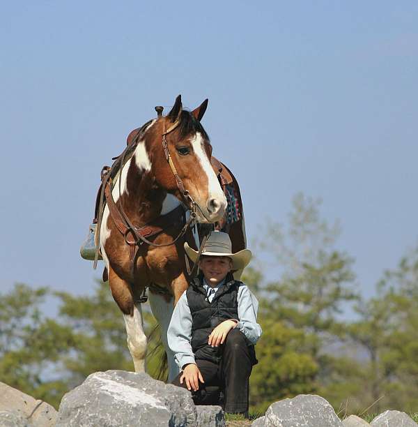 ridden-western-haflinger-horse